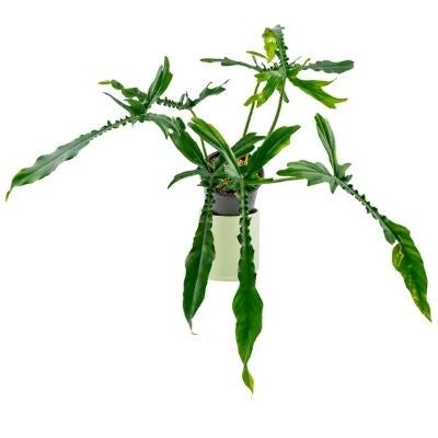 Philodendron Belle Isle | foundthingsplantshop