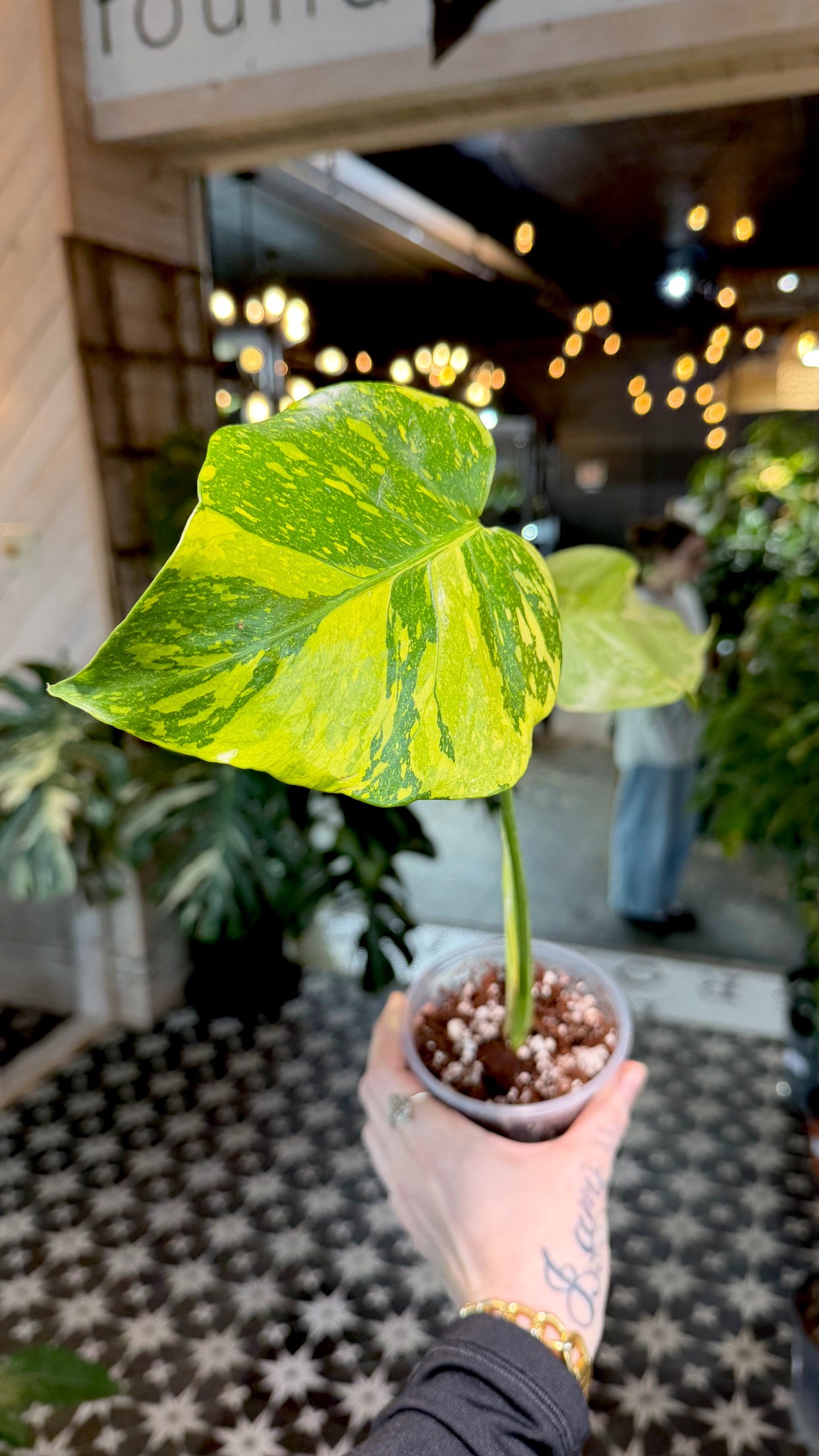 Monstera Electrolyte | foundthingsplantshop