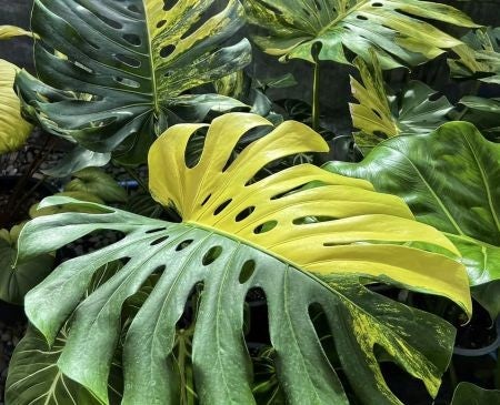 Monstera Yellow Marilyn | foundthingsplantshop
