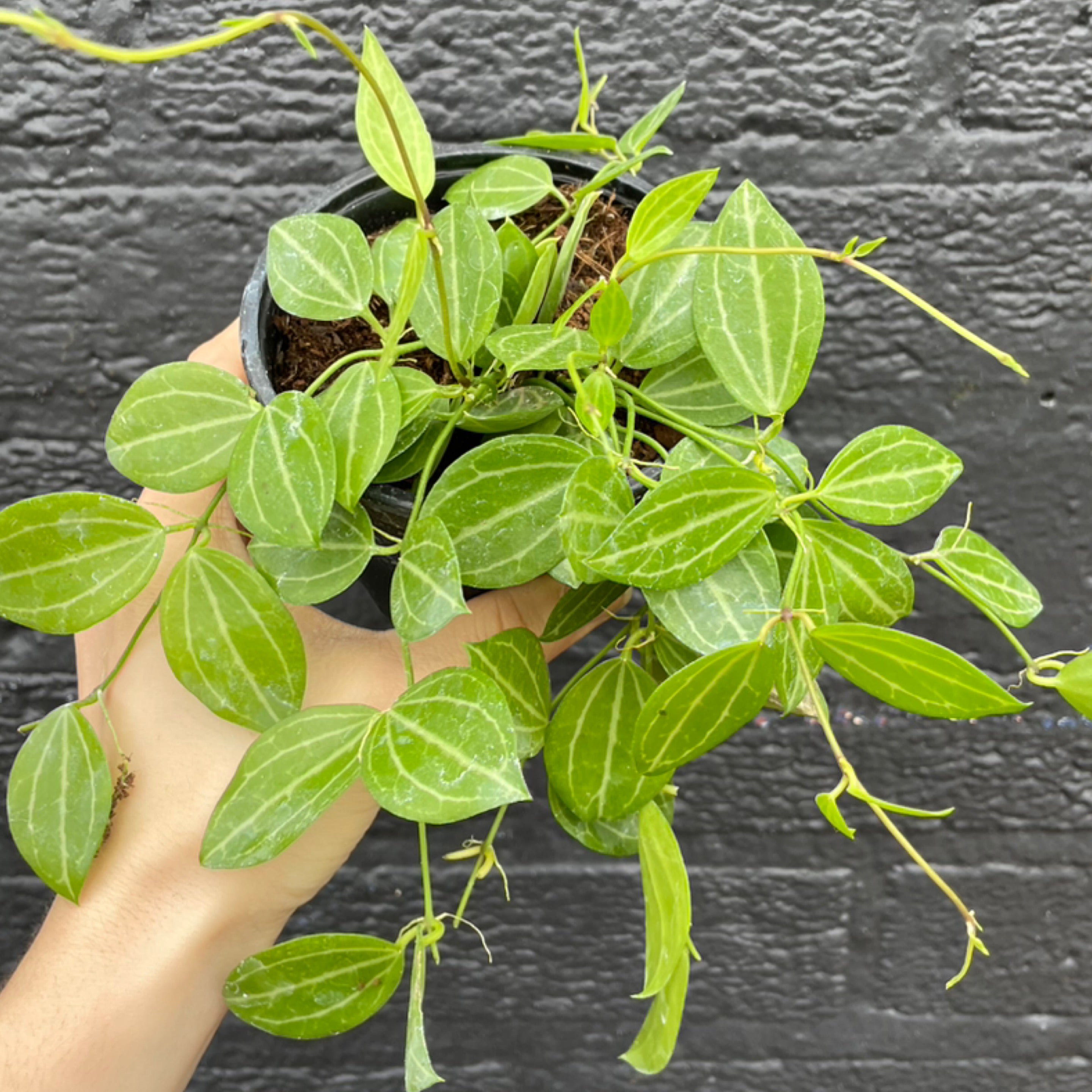 dischidia-ovata-watermelon-foundthingsplantshop