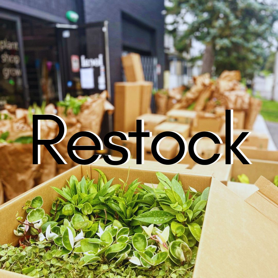 Restock | foundthingsplantshop